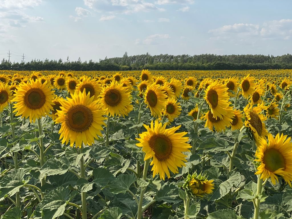 Will this be Cold Pressed, Unrefined Oils when harvested?