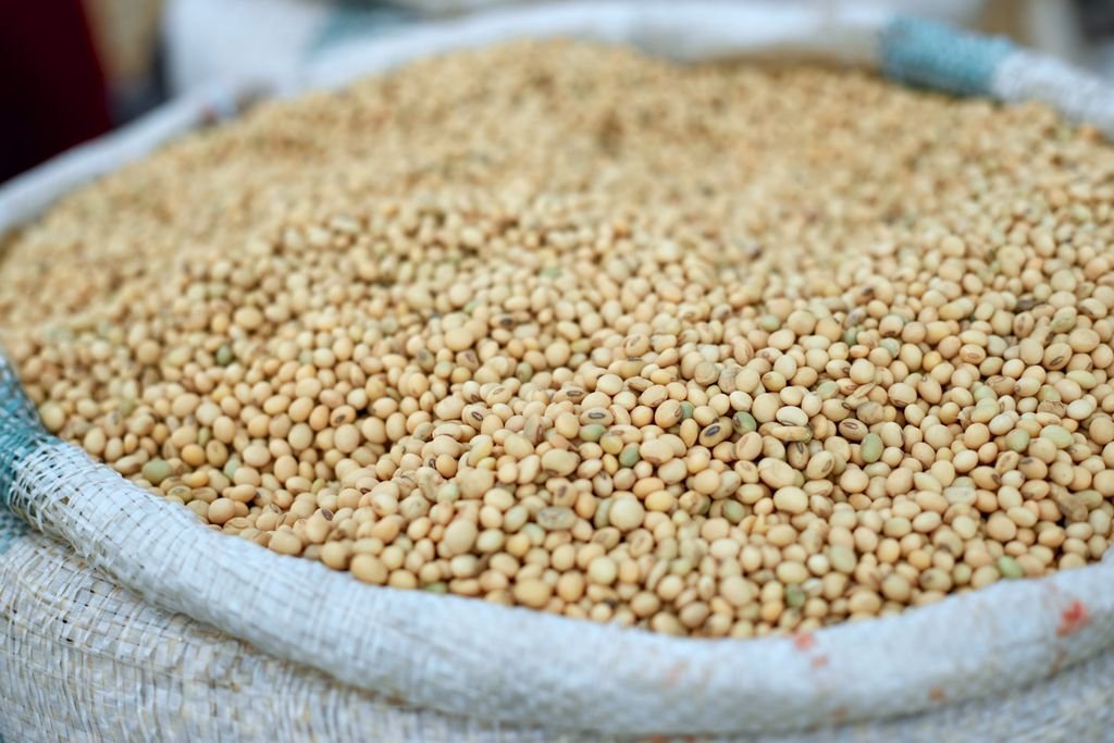 soybean
