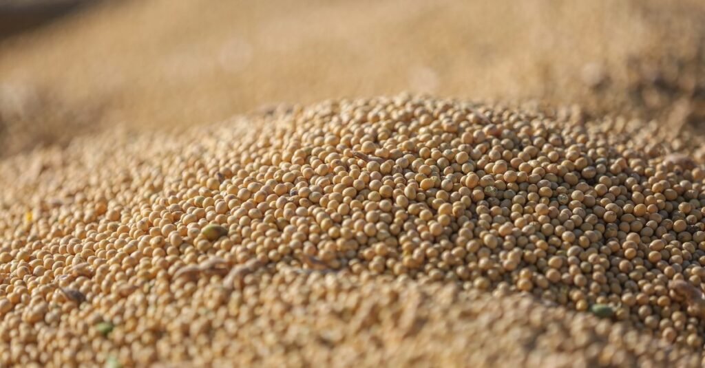 soybean