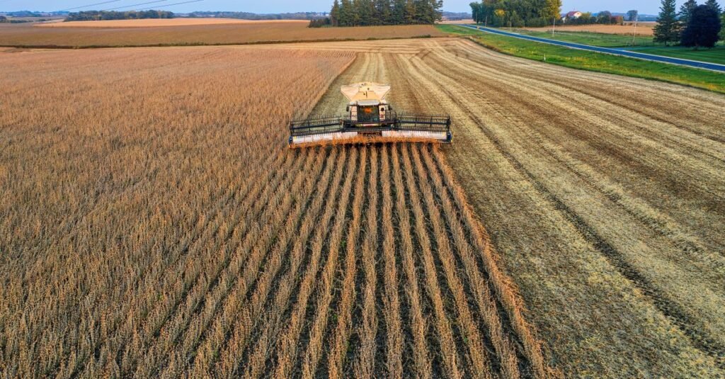 soybean