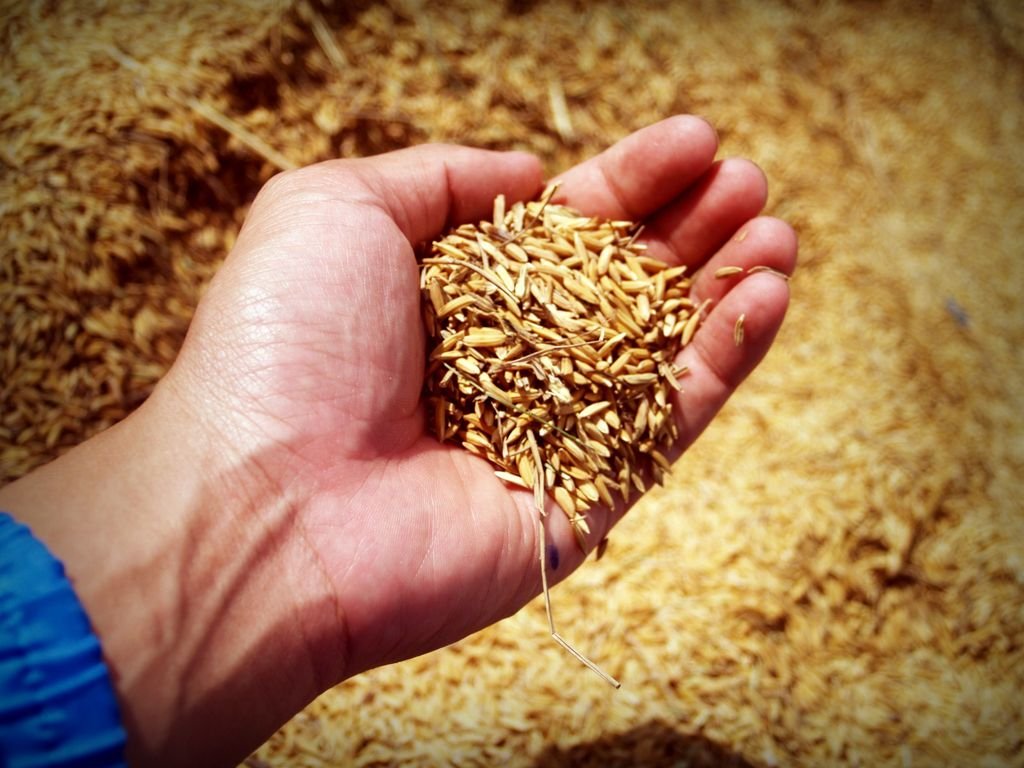 A close-up of a hand holding ripe rice grains in a sunny agricultural field. food