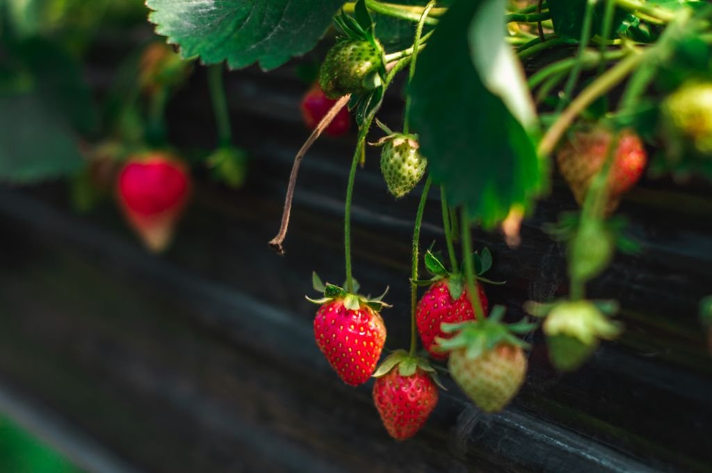 Close-up of ripe strawberries on the vine with lush green leaves in summer.