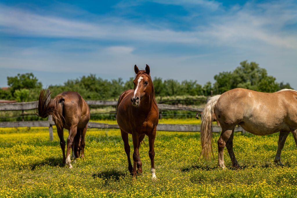 Three horses grazing in a sunny, flower-filled pasture in Garešnica, Croatia.