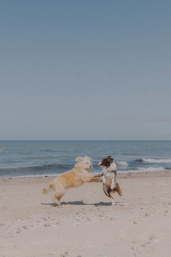 Two playful dogs frolic on a sandy beach against a clear blue sky.