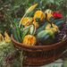Vibrant autumn gourds and vegetables in a wicker basket outdoors, evoking a rustic harvest mood.