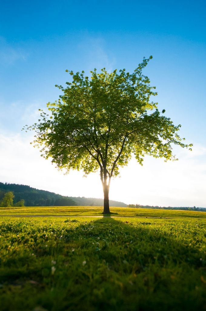 Vibrant tree standing alone in a sunlit field, representing tranquility and nature's beauty.