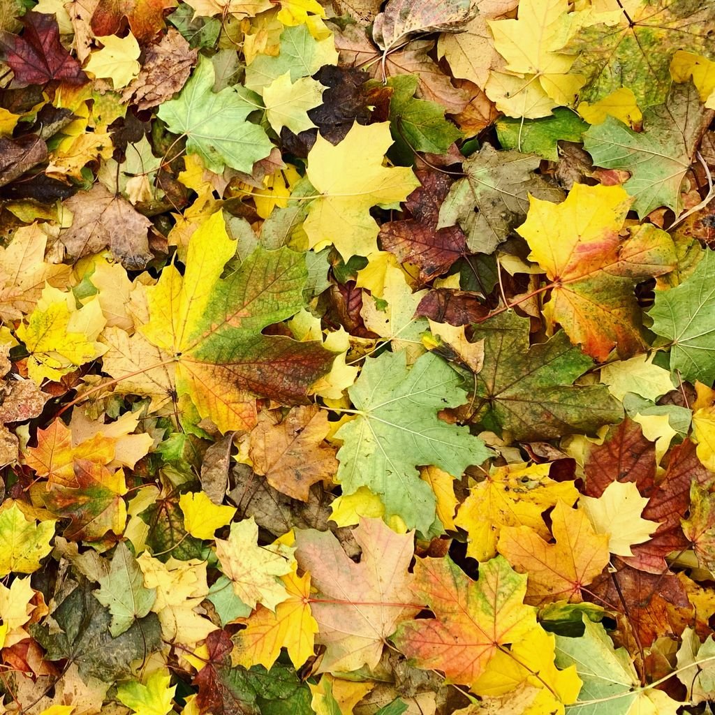 Vivid collection of yellow, brown, and green fallen leaves capturing the essence of autumn.