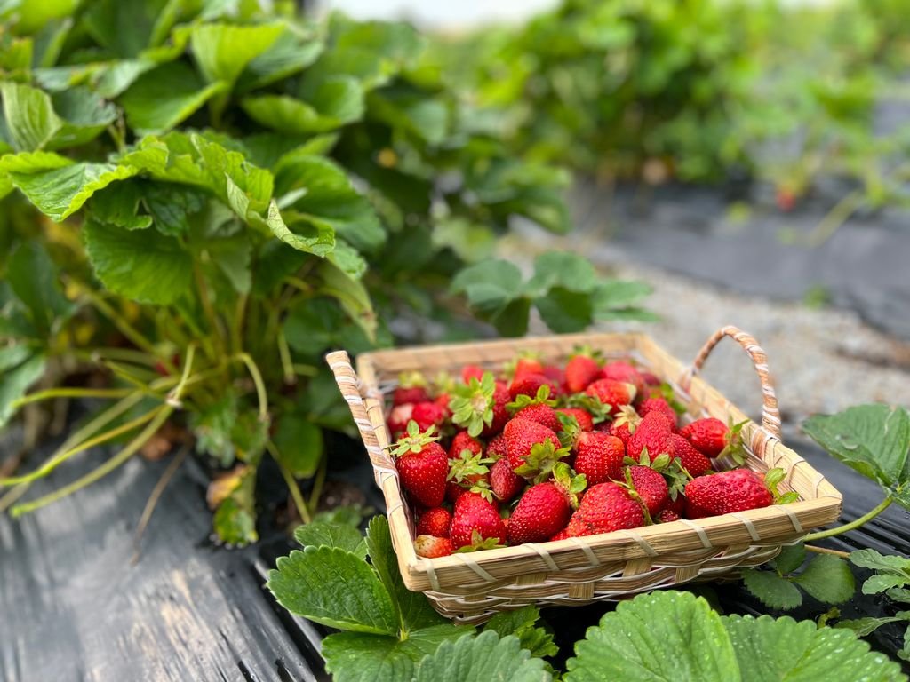 A basket full of fresh strawberries in a vibrant field, perfect for highlighting rural and agricultural themes. seasonal produce
