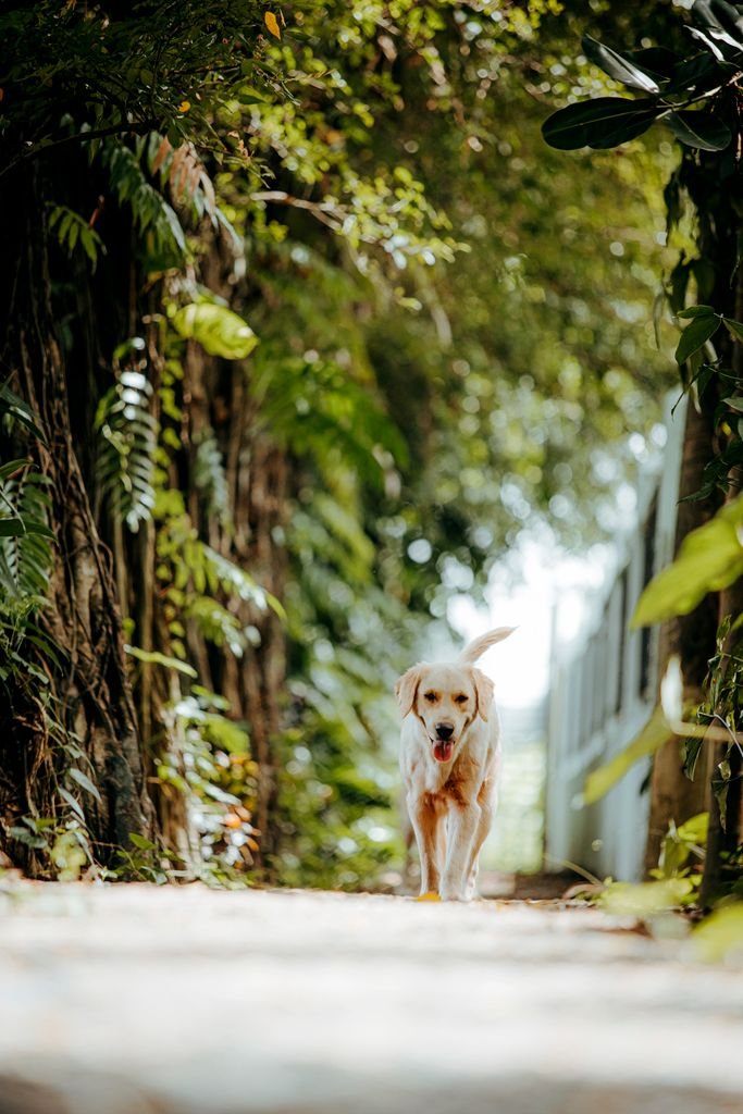 A golden retriever strolls along a sunlit leafy path in a verdant setting, embodying serenity.